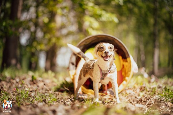 Hard Dog Race Dąbrowa Górnicza, 2022